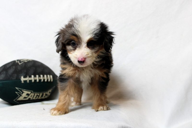 puppy, for, sale, Mini Bernedoodle F2, Matthew B. Stoltzfus, dog, breeder, Gap, PA, dog-breeder, puppy-for-sale, forsale, nearby, find, puppyfind, locator, puppylocator, aca